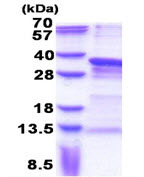 SDS-PAGE - Recombinant Human PRX-1 protein (His tag N-Terminus) (AB171502)