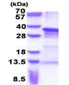 SDS-PAGE - Recombinant Human PRX-1 protein (His tag N-Terminus) (AB171502)