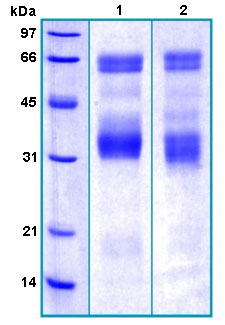 Recombinant Human PSAP protein