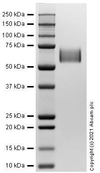 SDS-PAGE - Recombinant Human PSAP protein (AB283432)