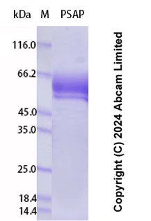 SDS-PAGE - Recombinant Human PSAP Protein Standard (His tag) (AB323093)
