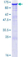 SDS-PAGE - Recombinant Human PSD95 protein (GST tag N-Terminus) (AB131874)