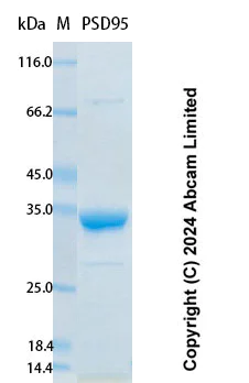 SDS-PAGE - Recombinant Human PSD95 Protein Standard (His tag) (AB323099)