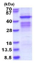 SDS-PAGE - Recombinant Human PSG1 - BSA and Azide free (denatured) (AB180312), expandable thumbnail