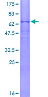 Recombinant Human PSG1 protein