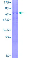 SDS-PAGE - Recombinant Human PSG1 protein (GST tag N-Terminus) (AB114940)