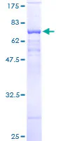 SDS-PAGE - Recombinant Human PSG9 protein (GST tag N-Terminus) (AB116750)