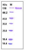 SDS-PAGE - Recombinant Human PSGL-1 protein (Fc Chimera His Tag) (AB276279)