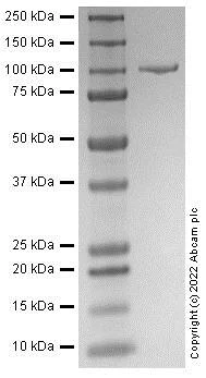 SDS-PAGE - Recombinant Human PSMA Protein (AB283938)