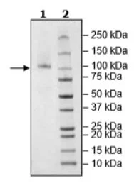 SDS-PAGE - Recombinant Human PSMA protein (His tag N-Terminus + Avi tag N-Terminus) (AB271724)
