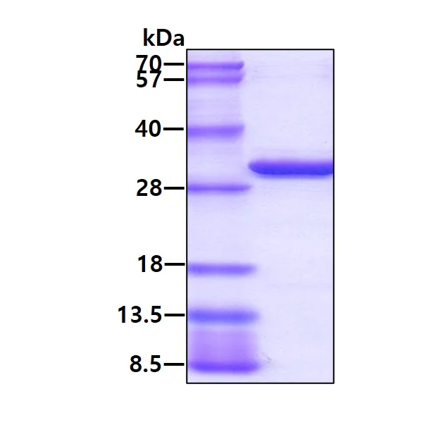 SDS-PAGE - Recombinant Human PSMA3 protein (AB115712)