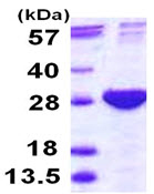 SDS-PAGE - Recombinant Human PSMB4 protein (His tag N-Terminus) (AB115721)