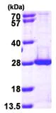 SDS-PAGE - Recombinant Human PSMB5/MB1 protein (His tag N-Terminus) (AB101825)