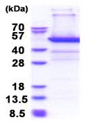 SDS-PAGE - Recombinant Human PSMD11 protein (denatured) (AB174394)