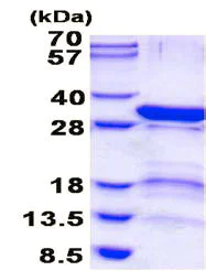 SDS-PAGE - Recombinant Human PSMD9 protein (His tag N-Terminus) (AB137154)