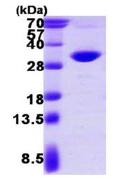 SDS-PAGE - Recombinant Human PSME2 protein (His tag N-Terminus) (AB117228)