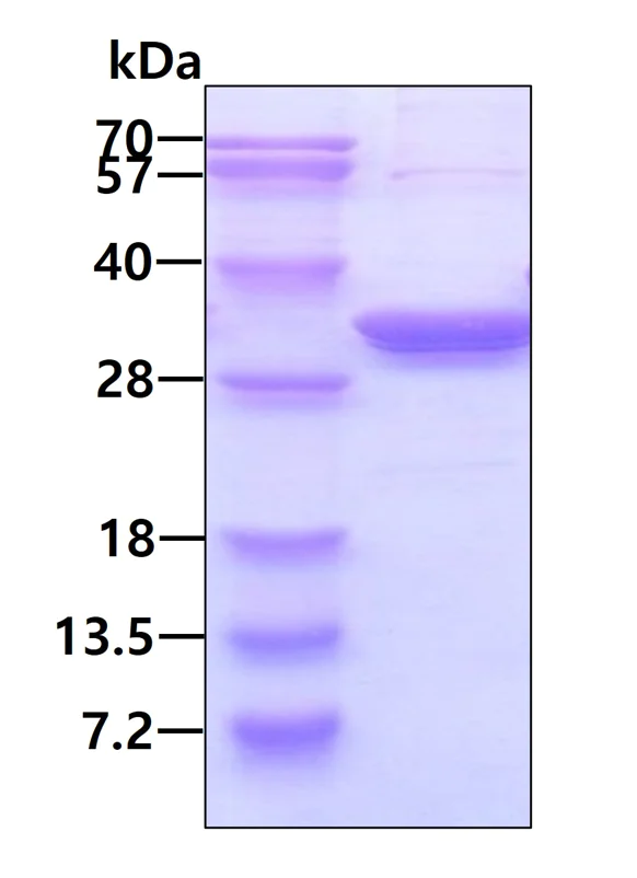 SDS-PAGE - Recombinant Human PSME2 protein (His tag N-Terminus) (AB117228)