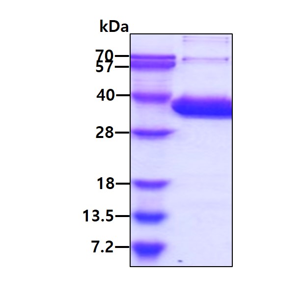 SDS-PAGE - Recombinant Human PSME3 protein (AB115714), expandable thumbnail