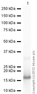 Western blot - Recombinant Human Psoriasin protein (His tag N-Terminus) (AB105577)
