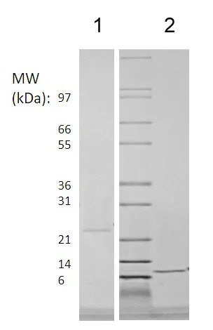 SDS-PAGE - Recombinant human PSPN protein (Active) (AB218092)