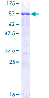 Recombinant Human PTBP1 protein