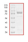 Recombinant Human PTEN protein