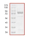 SDS-PAGE - Recombinant Human PTEN protein (AB84765)