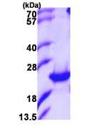 SDS-PAGE - Recombinant Human PTGES2/Gbf1 protein (AB107954)