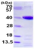 SDS-PAGE - Recombinant Human PTGR1 protein (His tag N-Terminus) (AB130018)