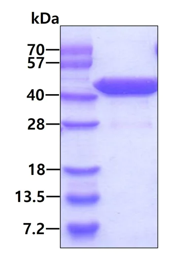 SDS-PAGE - Recombinant Human PTGR2 protein (His tag N-Terminus) (AB124605)