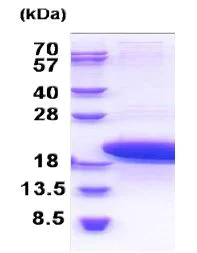 SDS-PAGE - Recombinant Human PTMS protein (AB171469)