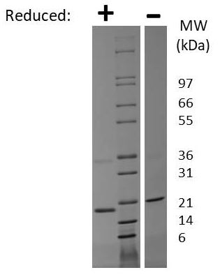 SDS-PAGE - Recombinant Human PTN protein (AB269171), expandable thumbnail