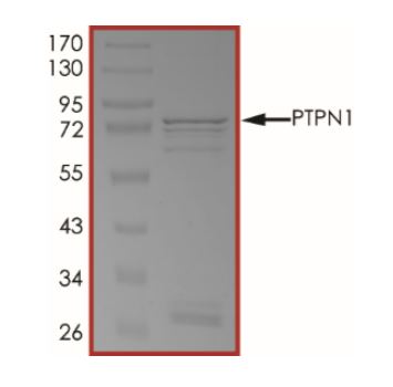 SDS-PAGE - Recombinant human PTP1B protein (Active) (AB268897), expandable thumbnail