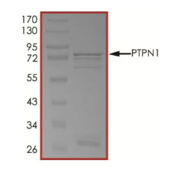 SDS-PAGE - Recombinant human PTP1B protein (Active) (AB268897)
