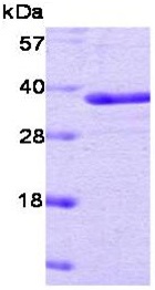 SDS-PAGE - Recombinant human PTP1B protein (Active) (Tag Free) (AB51277)