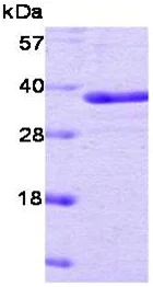 SDS-PAGE - Recombinant human PTP1B protein (Active) (Tag Free) (AB51277)