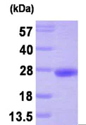 SDS-PAGE - Recombinant Human PTP4A3/PRL-R protein (AB87716)