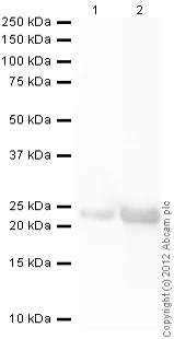 Western blot - Recombinant Human PTP4A3/PRL-R protein (His tag N-Terminus + His tag N-Terminus) (AB87716)
