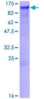 SDS-PAGE - Recombinant Human PTPN12 protein (GST tag N-Terminus) (AB132054)