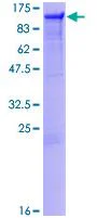 SDS-PAGE - Recombinant Human PTPN12 protein (GST tag N-Terminus) (AB132054)