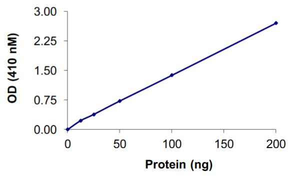 Recombinant human PTPN13/FAP-1 protein (Active)