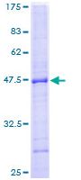 Recombinant Human PTPN22 protein