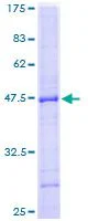 SDS-PAGE - Recombinant Human PTPN22 protein (GST tag N-Terminus) (AB132055)