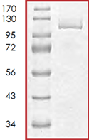 SDS-PAGE - Recombinant Human PTPRM protein (AB71346), expandable thumbnail