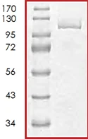 SDS-PAGE - Recombinant Human PTPRM protein (AB71346)