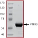 SDS-PAGE - Recombinant human PTPRS protein (AB61149)