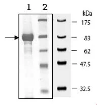 SDS-PAGE - Recombinant human PTPRS protein (GST tag N-Terminus) (AB90018)