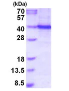 SDS-PAGE - Recombinant Human PU.1/Spi1 protein (denatured) (AB202185)
