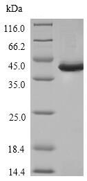 SDS-PAGE - Recombinant Human PU.1/Spi1 protein (His tag) (AB236335)