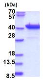 SDS-PAGE - Recombinant Human Pur B protein (AB180276)